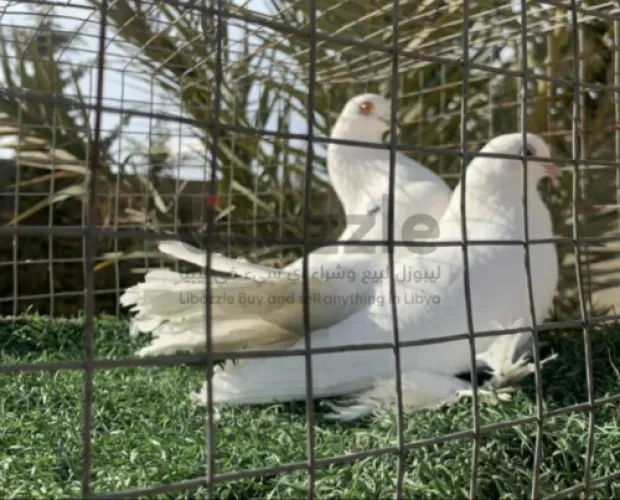 كوبيه روسيه