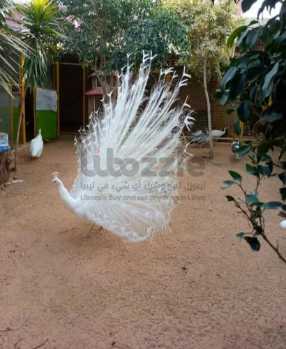 طاووس