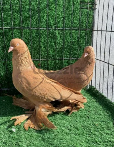 كوبيه حمام اسباني