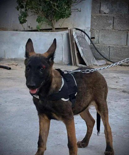 أنثي مالينوا