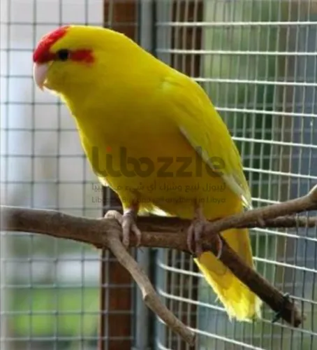 ببغاء الكاكاريكي