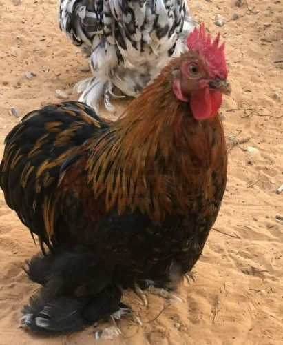 4  فراريج استراليه