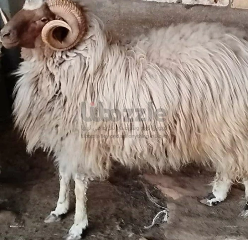خروف وطني
