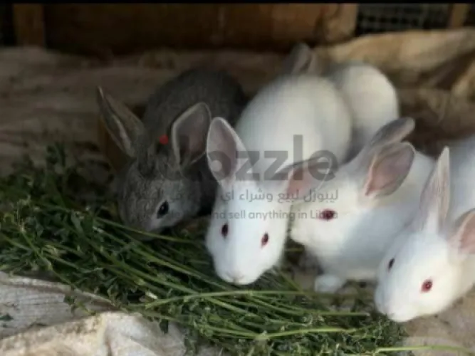 5 طروف أرانب