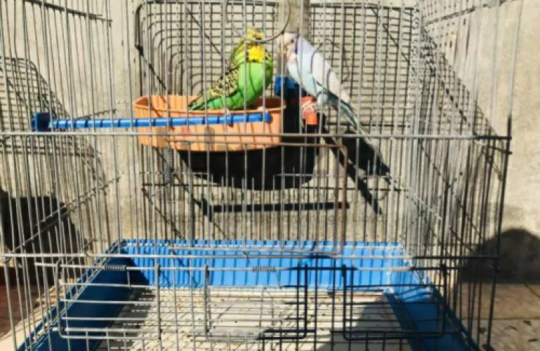 كوبيه بقالينو