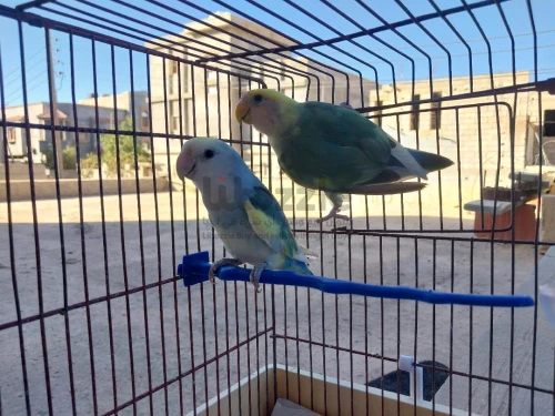 كوبيه بركديلو