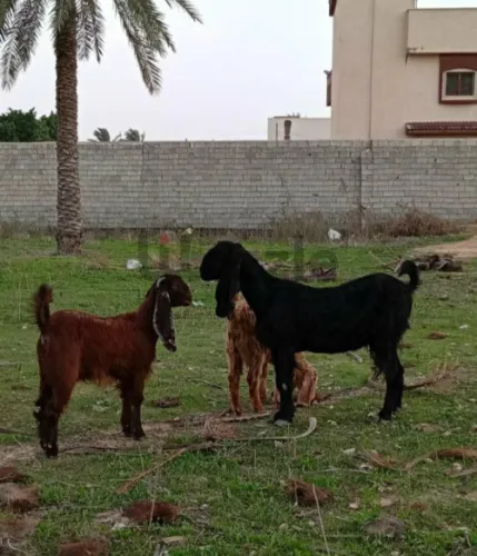 ماعز قبرصيه