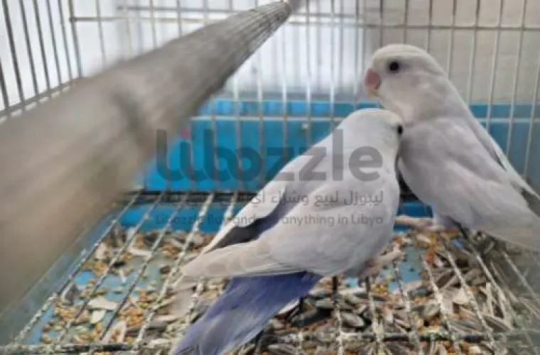 ذكوره بركديلو