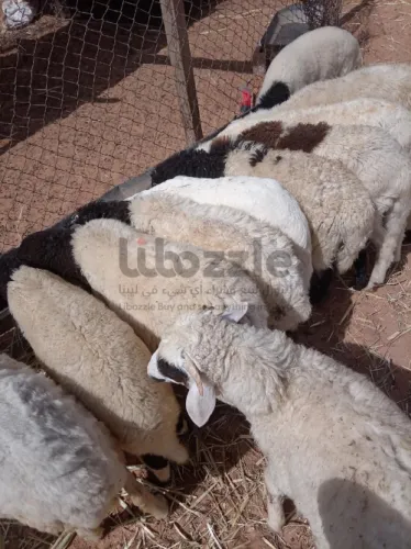 خرفان