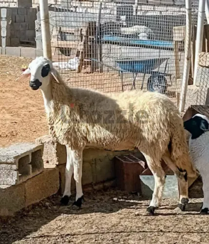 نعجه تحتها فطيمه عمرها شهر