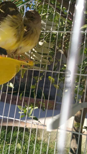 كوبيه كناري