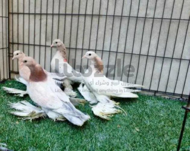 حمام انتاج اسباني