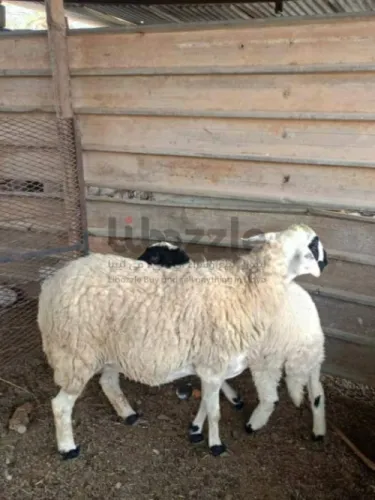 نعجه تحتها حوليه