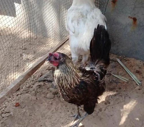 دجاجه وفروج عربي