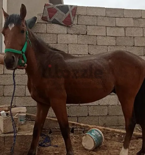 حصان عمره 6 سنوات للبيع
