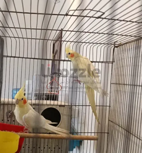 كوبيه كوكتيل