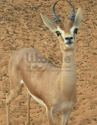 ذكر غزال