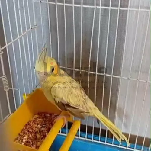 أنثي كوكتيل