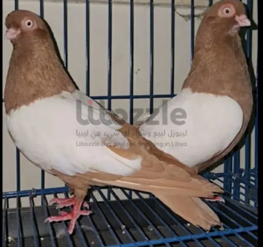 حمام وايت سايد هولندي