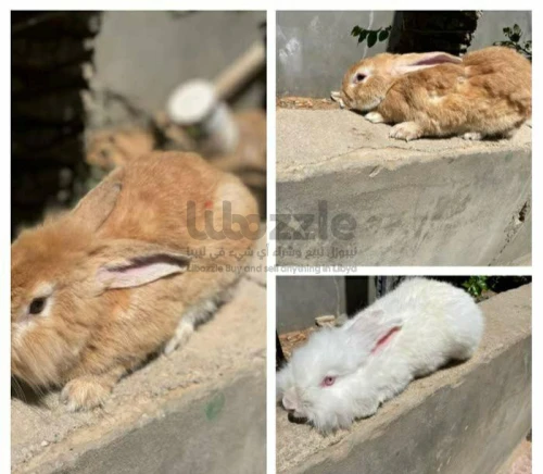 مجموعه أرانب