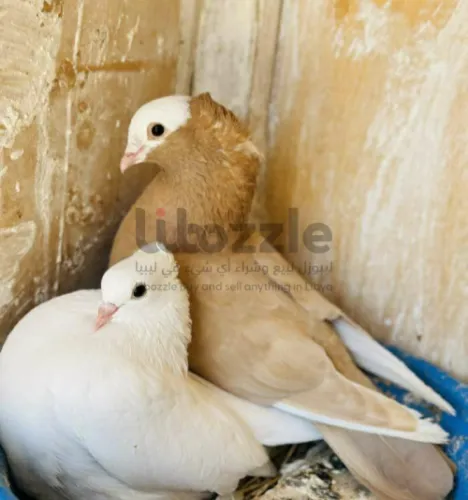 كوبيه قولد