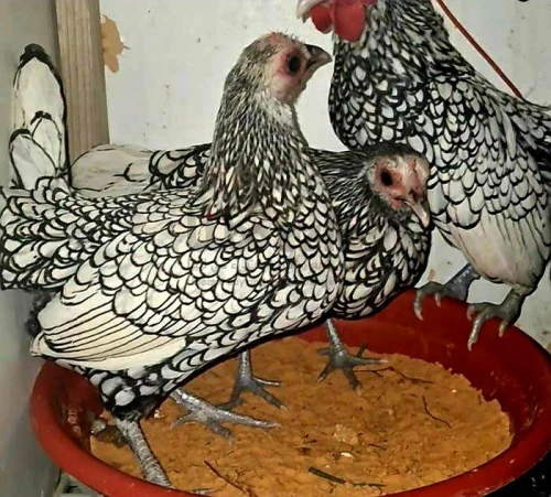 دجاج سبرايت