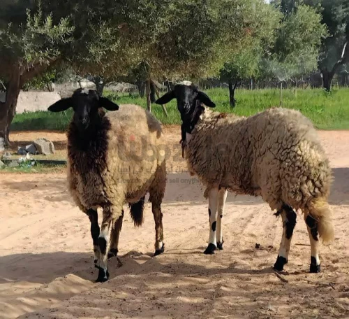للبيع