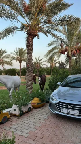طارقة طرابلس 3 ارقم