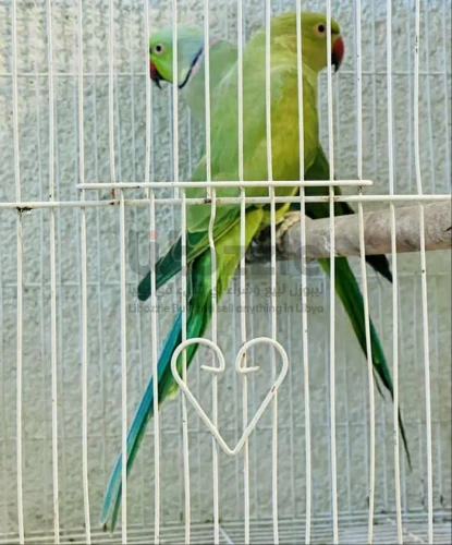 كوبيه دره هنديه