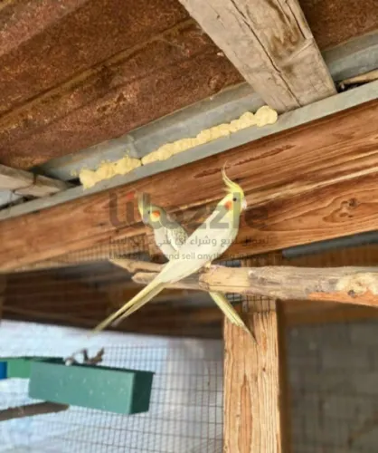 كوبيه كوكتيل