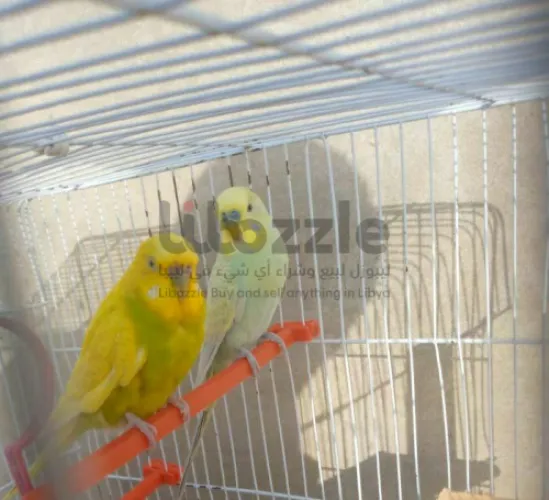 كوبيه بقالينو