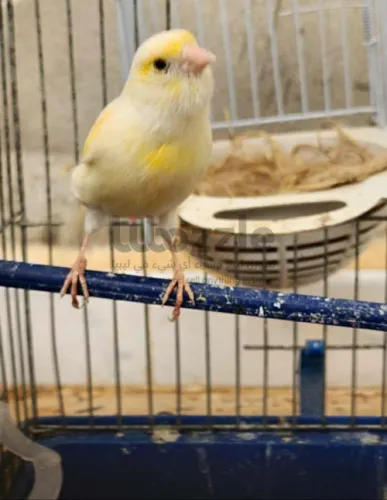 أنثي كناري