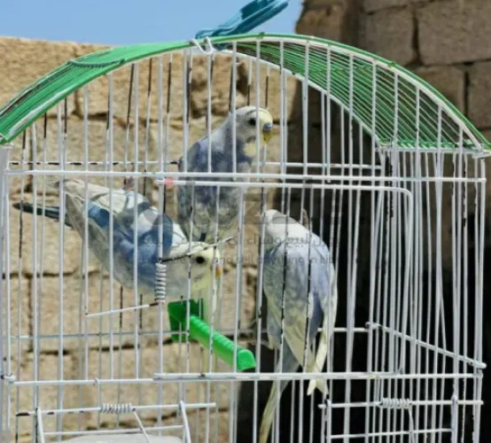 ثلاث ذكور رينبو