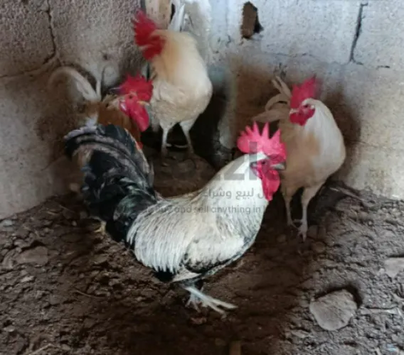 للبيع