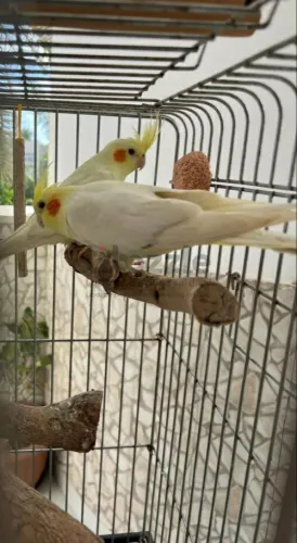 كوبيه لاتينو للبيع