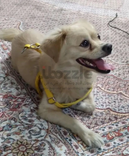 ثعلب بوميرانيان