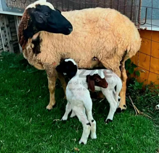 نعجه وطنيه متاومه