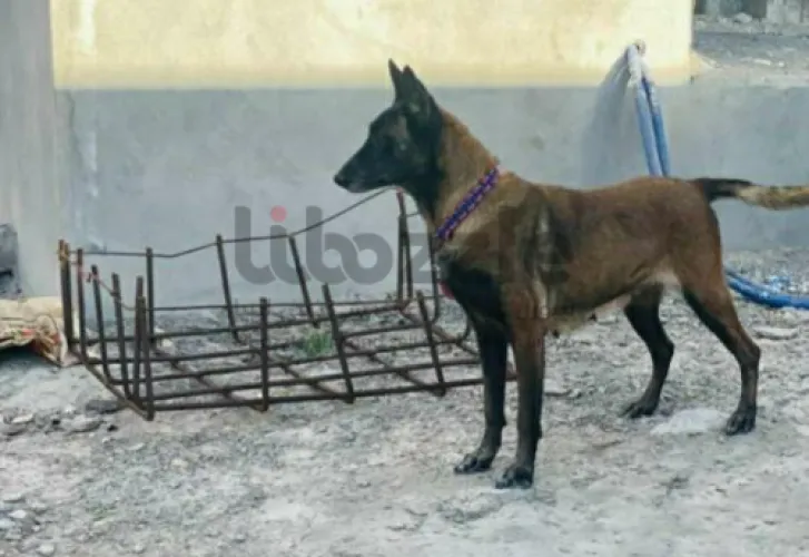 أنثي مالينو