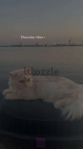 بنغازي الرحبه