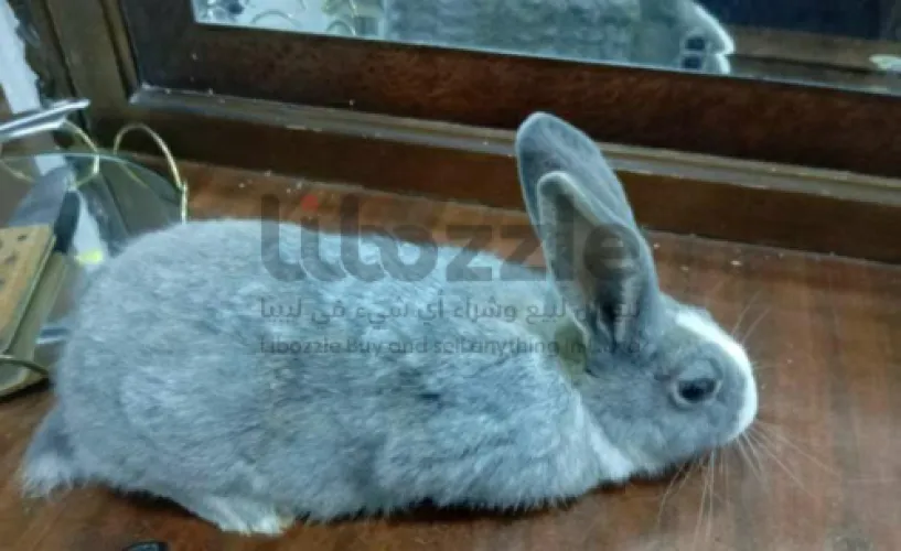 أرنب ذكر