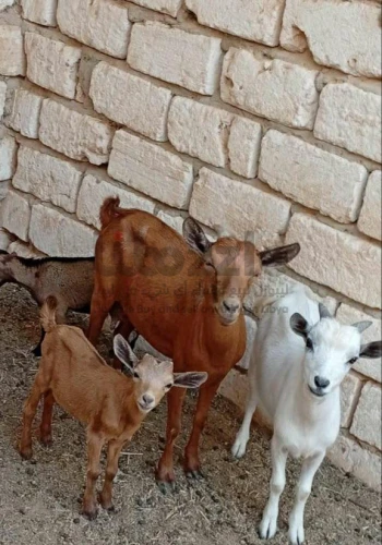 4 ماعز كردي