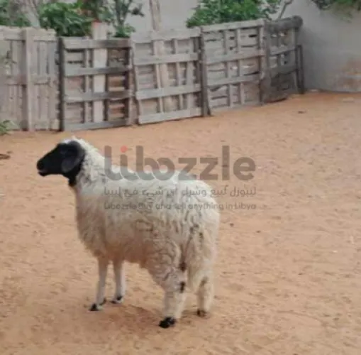 خروف وطني