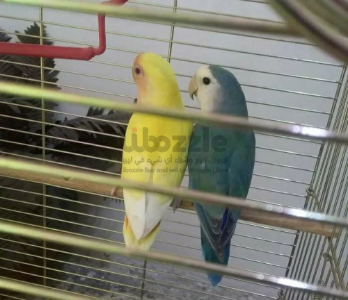 كوبيه روز