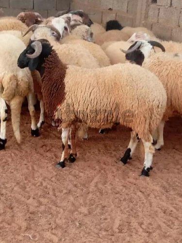 حواله وطنيه