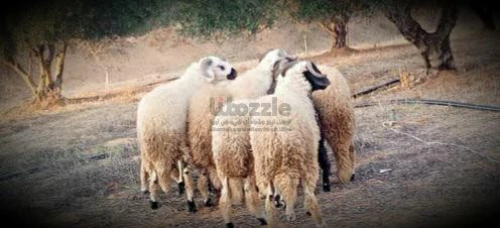خرفان للبيع