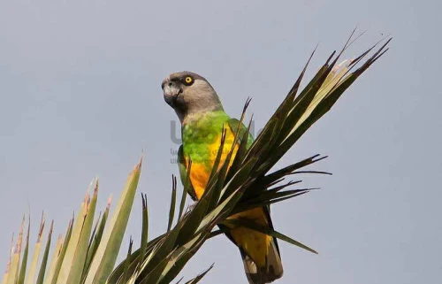 ببغاء سنغالي