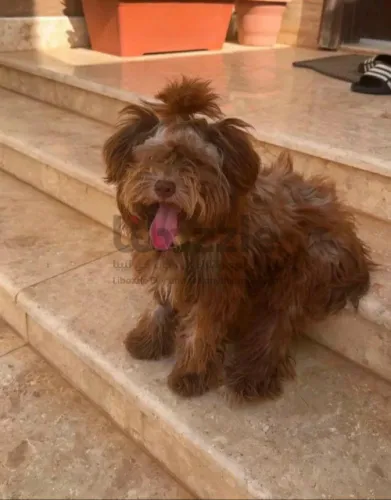 كلبة انثى زينة من نوع havanese