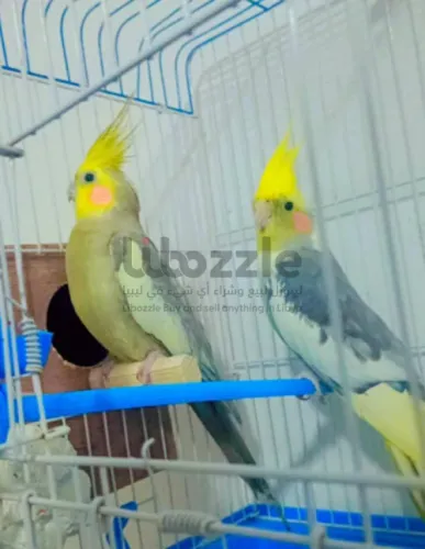 كوبيه كوكتيل