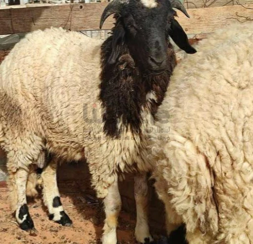 خرفان وطنيه