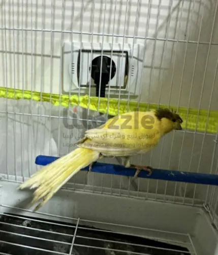 ذكر كناري شريانه